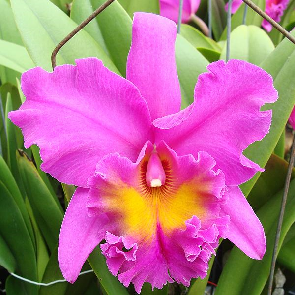 Lan Hoàng hậu (Cattleya)